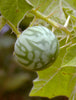 Solanum Virginianum 25 Seeds, Medicinal Shrub Surattense