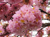 Tabebuia Rosea Trumpet Tree 15 Seeds, Pink Poui