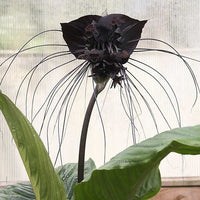 Tacca Chantrieri 10 Seeds, The Black Bat Plant
