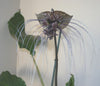 Tacca Chantrieri 10 Seeds, The Black Bat Plant