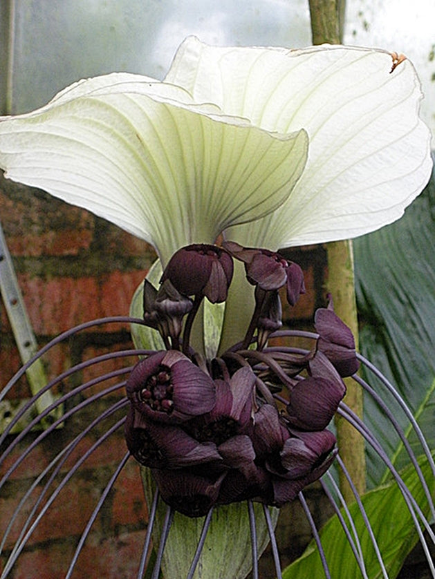 bat flower seeds for sale White Batflower (Tacca integrifolia)