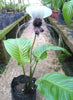 Tacca Integrifolia 10 Seeds, White Bat Flower