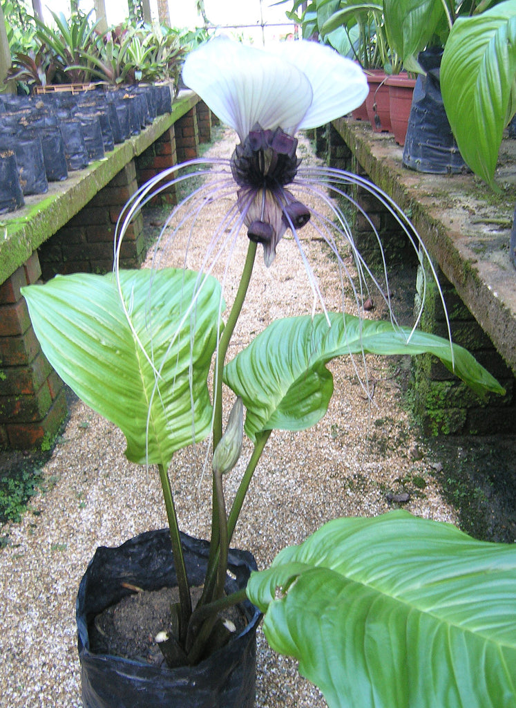 white bat flower seeds Tacca Integrifolia 10 Seeds, White Bat Flower