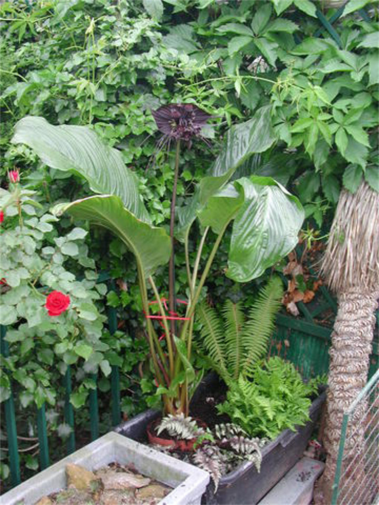 black bat plant seeds Tacca Chantrieri 10 Seeds, The Black Bat Plant
