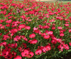Linum Grandiflorum Rubrum 1 Gram Seeds, Scarlet Flax Flowers