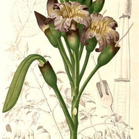 Oroxylum Indicum 6/100 Seeds, Midnight Horror Tree, Indian Trumpet Flower