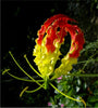 Gloriosa Superba Glory Vine 10 Seeds, Climbing Flame Lily