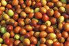Ziziphus Mauritiana 10 Seeds, Indian Jujube Plum Chinese Apple Date Fruit Tree Shrub