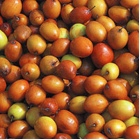 Ziziphus Mauritiana 10 Seeds, Indian Jujube Plum Chinese Apple Date Fruit Tree Shrub