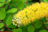 Adenanthera Pavonina 10 Seeds, Red Sandalwood, Saga Seed, Coral Tree