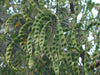 Adenanthera Pavonina 10 Seeds, Red Sandalwood, Saga Seed, Coral Tree