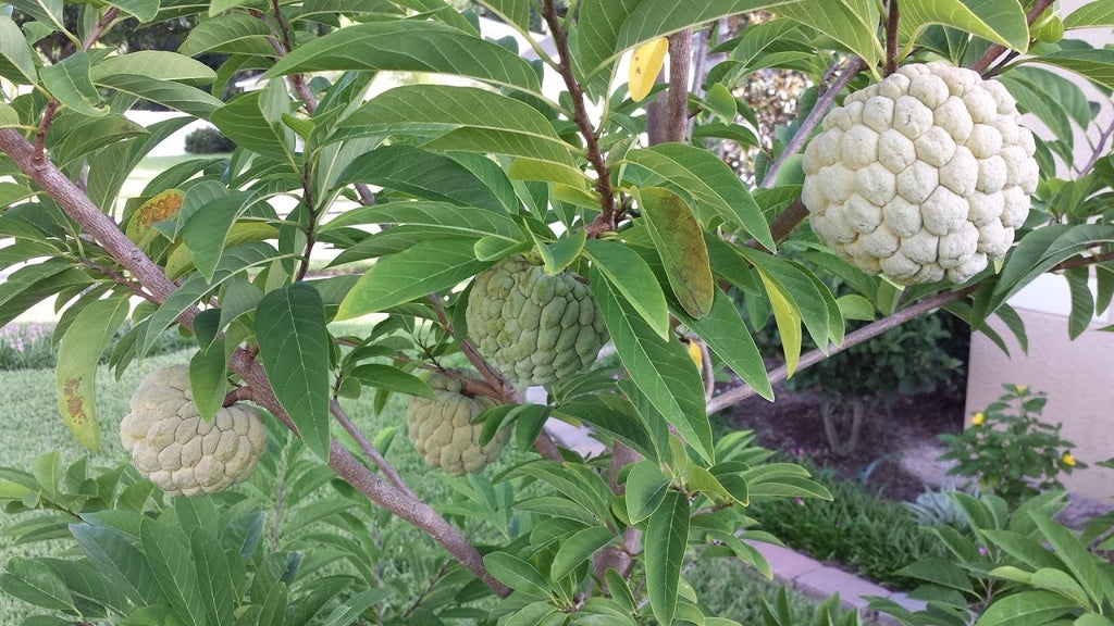 custard apple plant from seed Annona Squamosa 10 Seeds, Sugar Custard Apple Sweetsops Fruit Tree Shr
