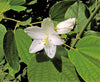 Bauhinia Racemosa 5 Seeds, Rare Medicinal Bidi Leaf Small Edible Tree / Shrub