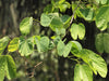 Bauhinia Racemosa 5 Seeds, Rare Medicinal Bidi Leaf Small Edible Tree / Shrub