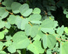 Bauhinia Racemosa 5 Seeds, Rare Medicinal Bidi Leaf Small Edible Tree / Shrub