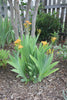 Iris Domestica / Belamcanda Chinensis 20-1000 Seeds, Leopard Lily