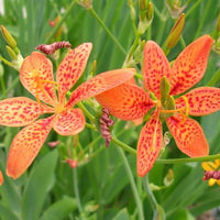 Iris Domestica / Belamcanda Chinensis 20/150/500 Seeds, Blackberry or Leopard Lily