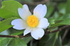 Camellia Oleifera 5 Seeds, Fragrant Edible Tea Oil Shrub Or Small Tree