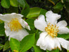 Camellia Oleifera 5 Seeds, Fragrant Edible Tea Oil Shrub Or Small Tree