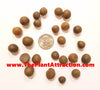 Camellia Oleifera 5 Seeds, Fragrant Edible Tea Oil Shrub Or Small Tree