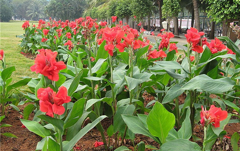 indian shot plant seeds Canna Indica 10 Seeds, Red Indian shot, Garden Edible Arrowroot