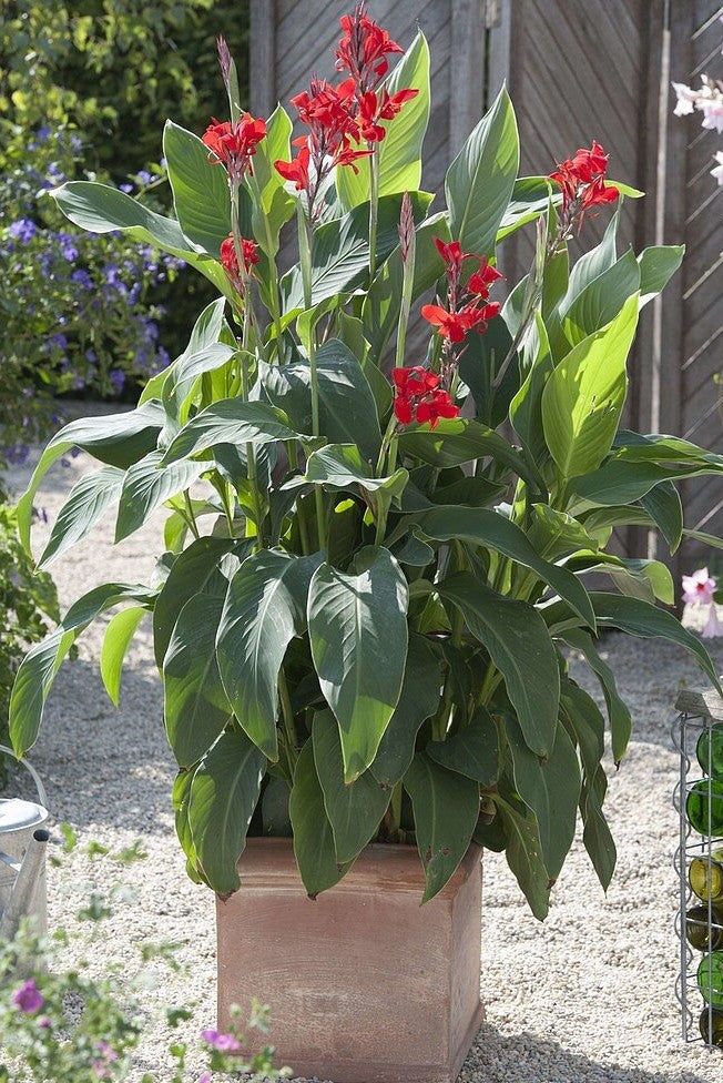 indian shot plant seeds Canna Indica 10 Seeds, Red Indian shot, Garden Edible Arrowroot