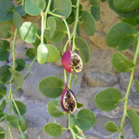 Capparis Spinosa 20 Seeds, Edible Caper Bush, Flinders Rose Shrub