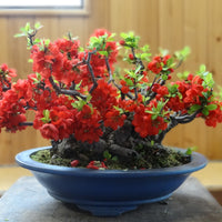 Chaenomeles Japonica Bush 10 Seeds, Red Japanese Quince Bonsai Flowering Shrub, Cold Hardy and Fragrant