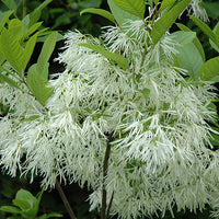 Chionanthus Virginicus Shrub Tree 10 Seeds, Cold Hardy Fragrant Fringe, Grancy Greybeard