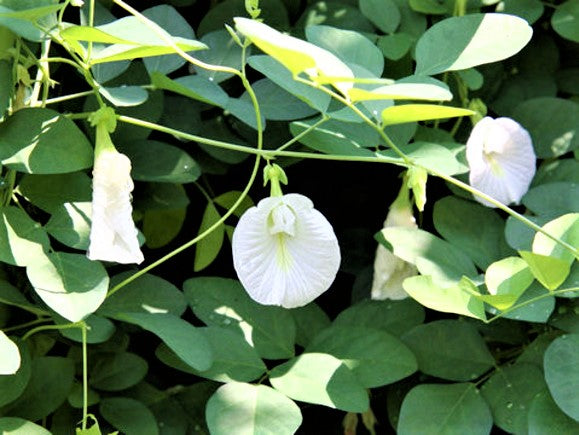 clitoria plant seeds Clitoria Ternatea Alba Single White 10 Seeds, Butterfly Pea, Asian Pig