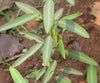 Codariocalyx Motorius 20 Seeds, Telegraph Dancing Plant, Desmodium gyrans