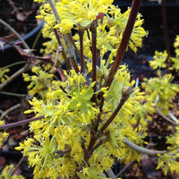 Cornus Officinalis 15 Seeds, Dogwood Cornelian Cherry Shrub Tree, Hardy Medicinal Kintoki