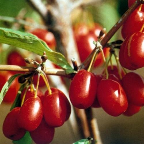 Cornus Officinalis 15 Seeds, Dogwood Cornelian Cherry Shrub Tree
