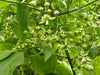 Euonymus Europaea Tree or Shrub, 15/100 Seeds, Cold Hardy European Spindle