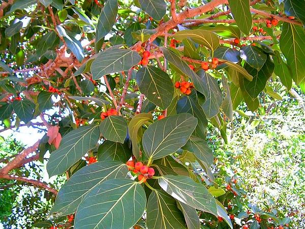 bonsai banyan tree seeds Ficus Benghalensis Tree 100+ Seeds, Banyan, Garden Bengal Fig, East In