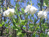 Gardenia Volkensii ssp Spathulifolia 6 Seeds, Fragrant Shrub Or Small Tree