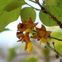 Gmelina Arborea Tree 5-10 Seeds, Medicinal White Teak
