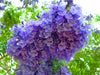 Jacaranda Mimosifolia Fern Tree 20-1500 Seeds, Blue Fragrant Ornamental Bonsai
