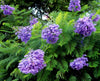 Jacaranda Mimosifolia Fern Tree 20-1500 Seeds, Blue Fragrant Ornamental Bonsai