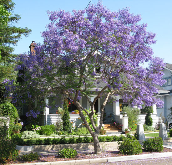 blue jacaranda bonsai tree Jacaranda Mimosifolia Fern Tree 20-1500 Seeds, Blue Fragrant Ornamenta