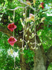Kigelia Pinnata 8 Seeds, African Sausage Bonsai Tree 