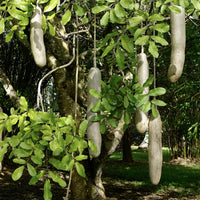 Kigelia Pinnata 8 Seeds, African Sausage Bonsai Tree 