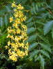 Koelreuteria Paniculata 15/100/500 Seeds, Ornamental Flowering Golden Rain Tree