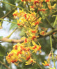 Koelreuteria Paniculata 15/100/500 Seeds, Ornamental Flowering Golden Rain Tree