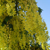 Laburnum Anagyroides Tree 20/100/500 Seeds, Hardy Golden Chain