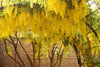 Laburnum Anagyroides Tree 20/100/500 Seeds, Hardy Golden Chain