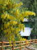 Laburnum Anagyroides Tree 20/100/500 Seeds, Hardy Golden Chain