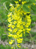 Laburnum Anagyroides Tree 20/100/500 Seeds, Hardy Golden Chain