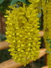 Laburnum Anagyroides Tree 20/100/500 Seeds, Hardy Golden Chain