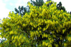 Laburnum Anagyroides Tree 20/100/500 Seeds, Hardy Golden Chain